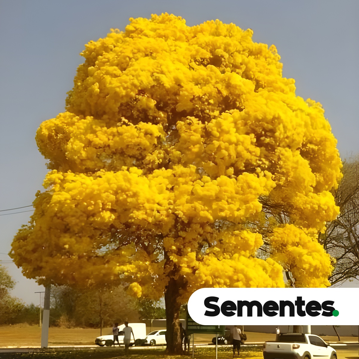 Handroanthus chrysotrichus (Mart. ex DC.) Mattos 5