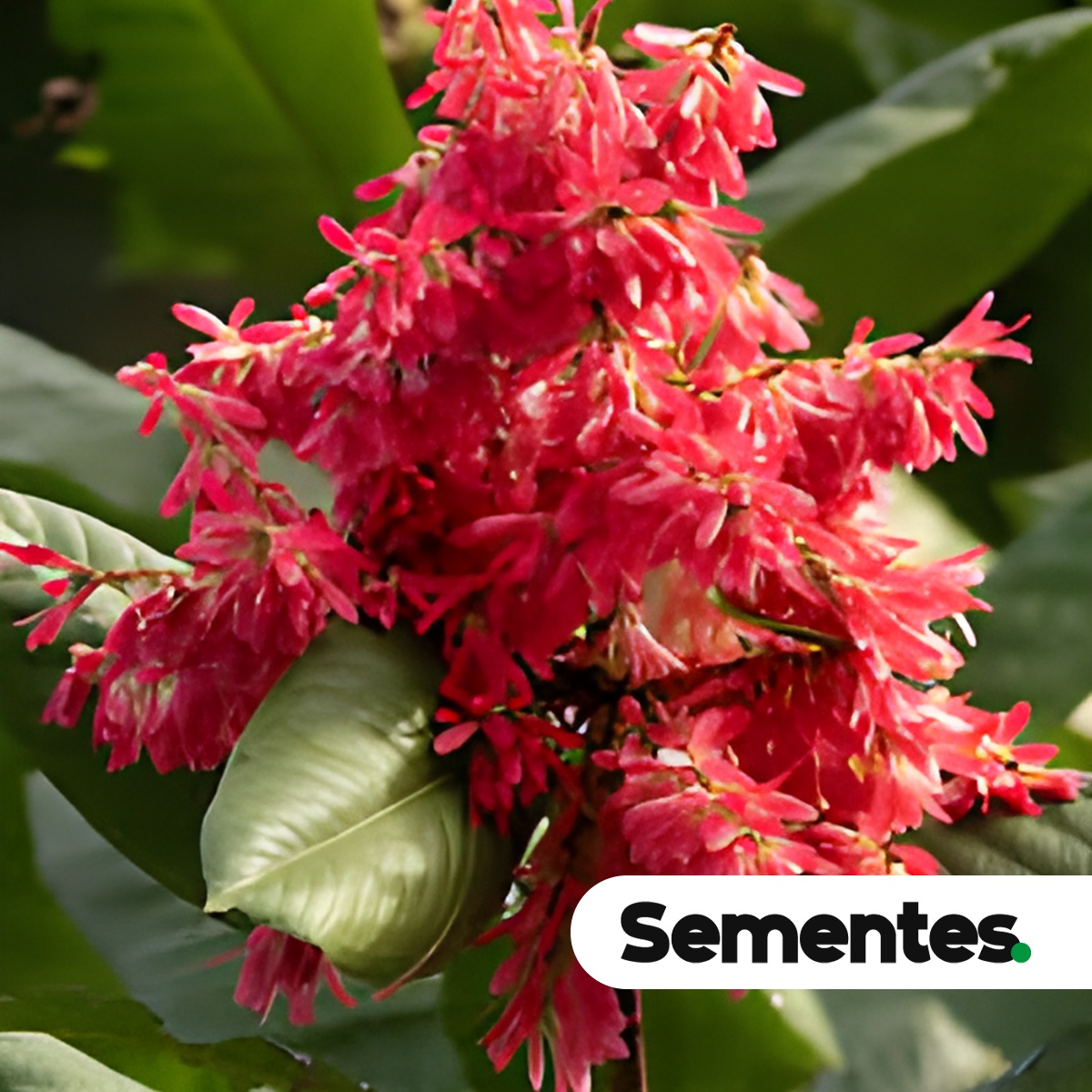 Sementes de Triplaris americana