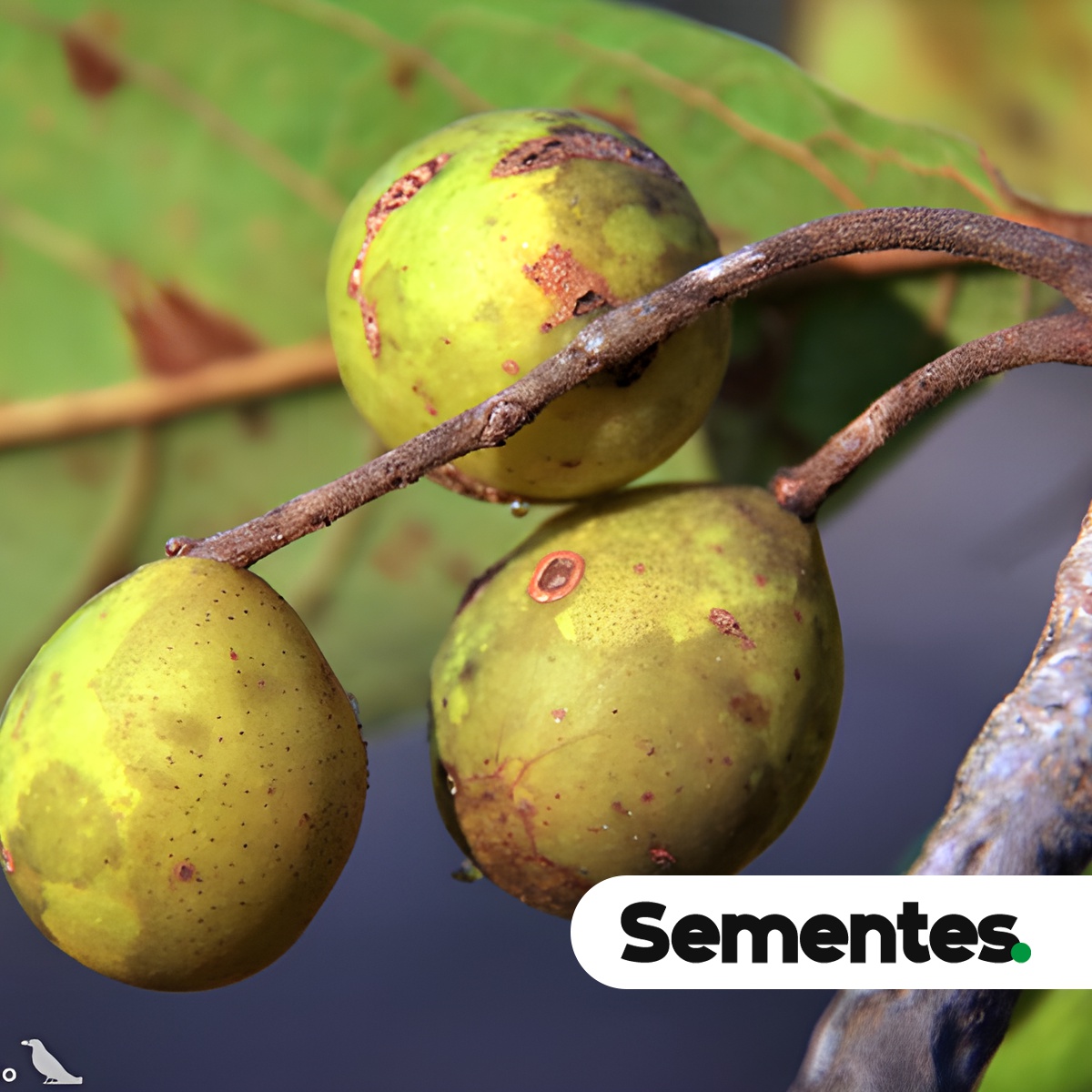 Sementes de imbuzeiro