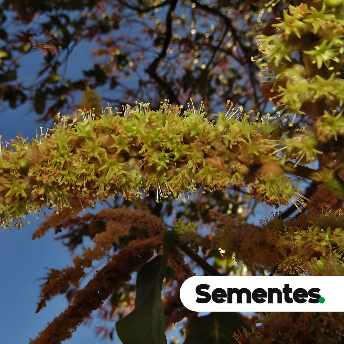Terminalia corrugata (Ducke) Gere & Boatwr. 2