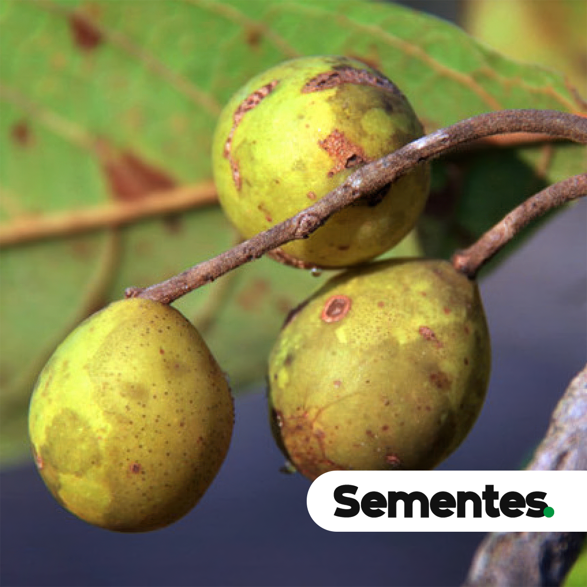 Terminalia corrugata (Ducke) Gere & Boatwr. 3