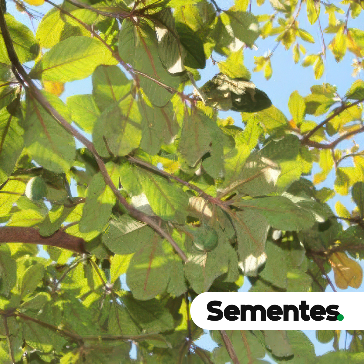 Terminalia corrugata (Ducke) Gere & Boatwr. 5