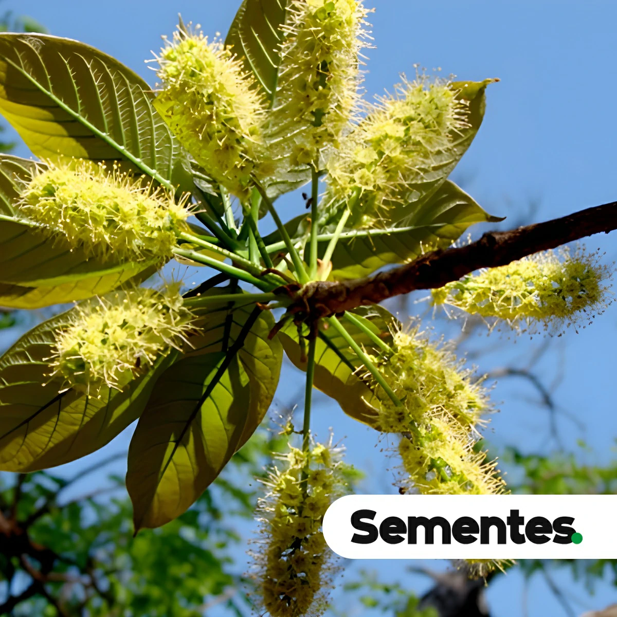 Sementes de canudeiro