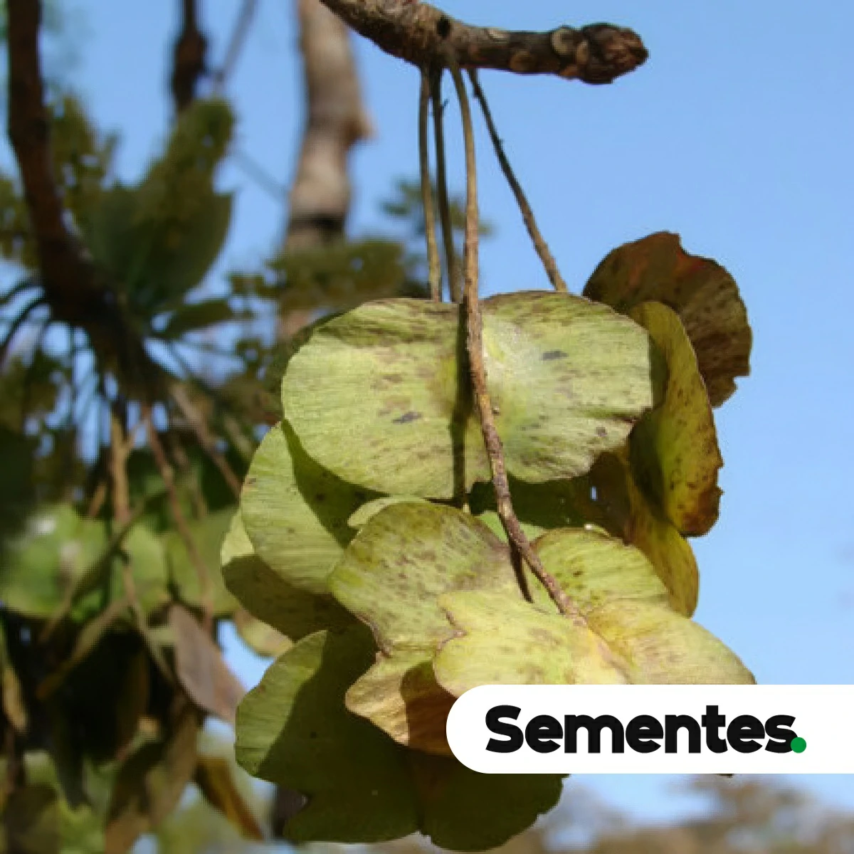 Terminalia argentea Mart. & Zucc. 2