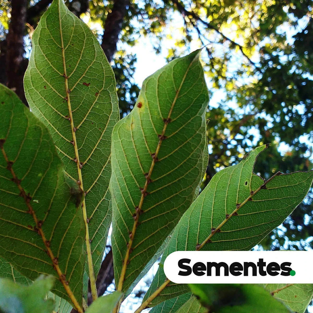 Terminalia argentea Mart. & Zucc. 3