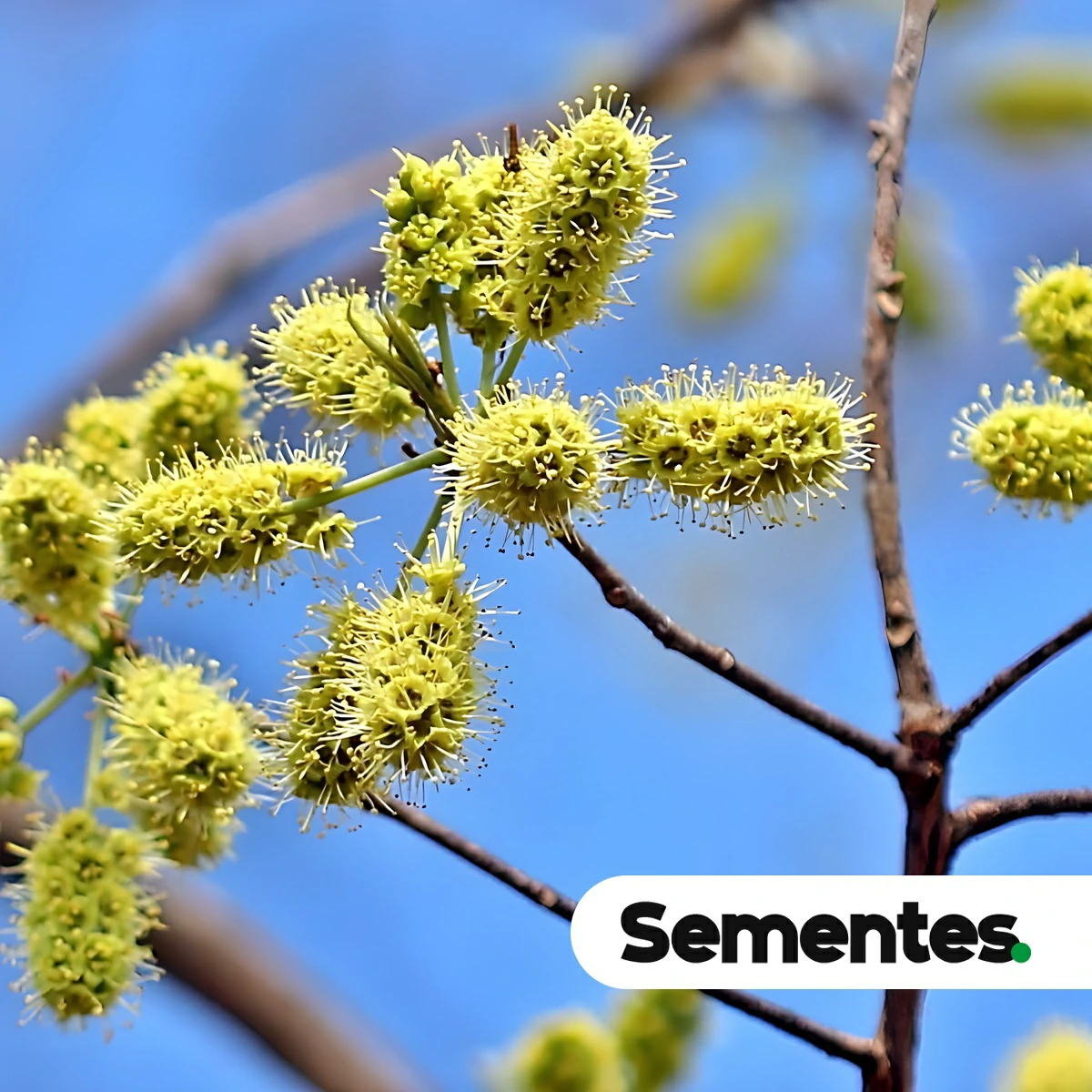 Terminalia argentea Mart. & Zucc. 4