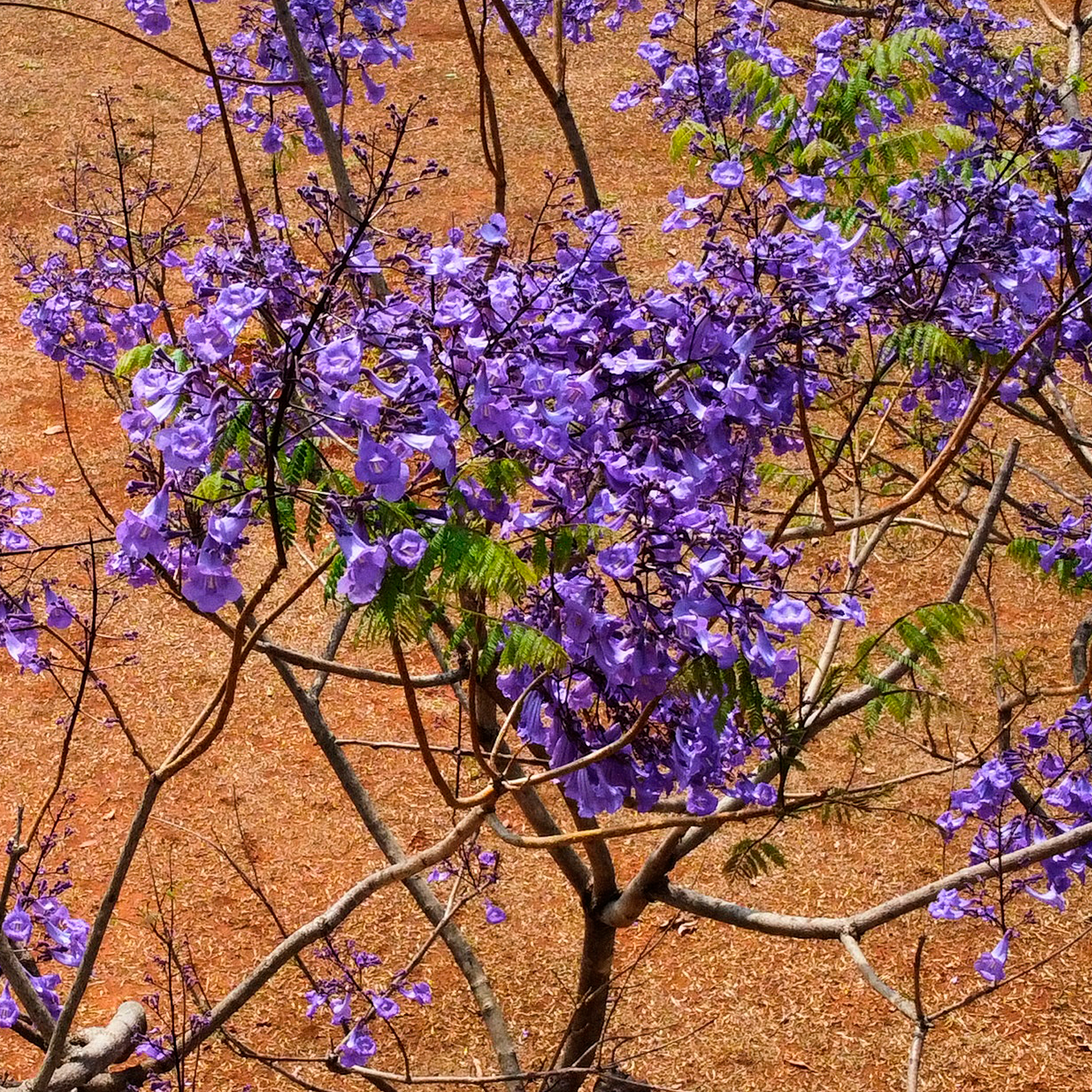 Sementes de caroba