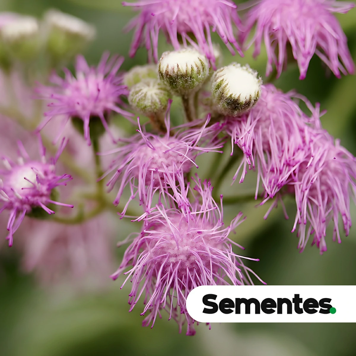 Sementes de Trichogonia prancei