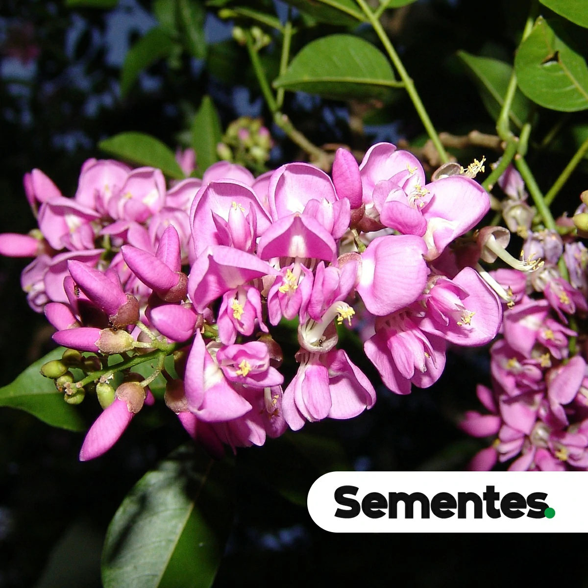 Sementes de embira-de-sapo