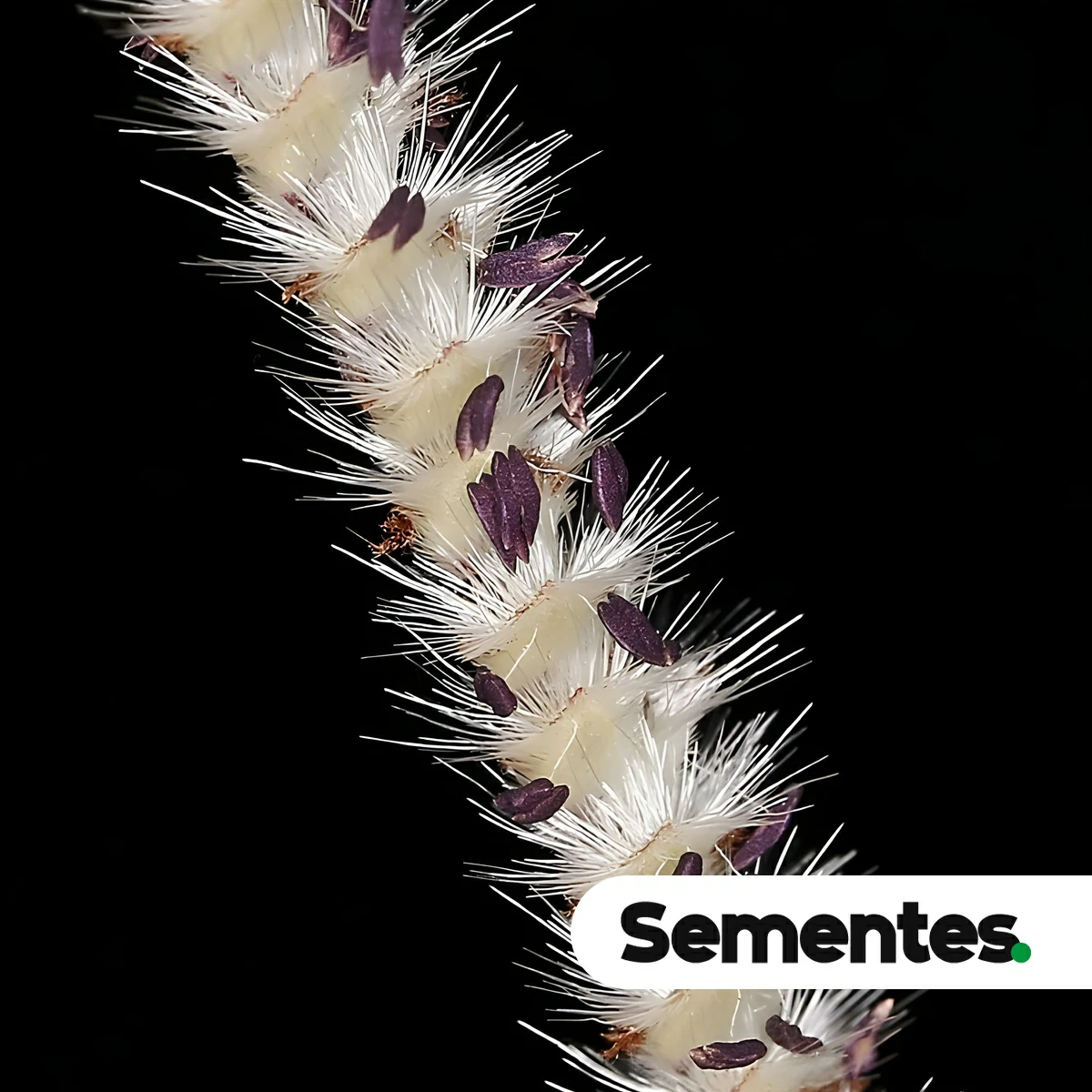 Sementes de Paspalum eucomum