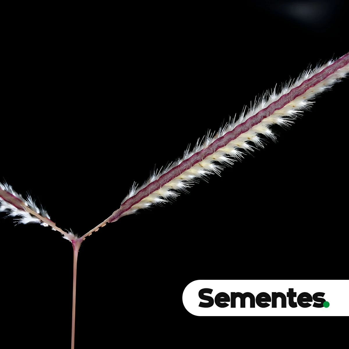 Paspalum eucomum Nees ex Trin. 2