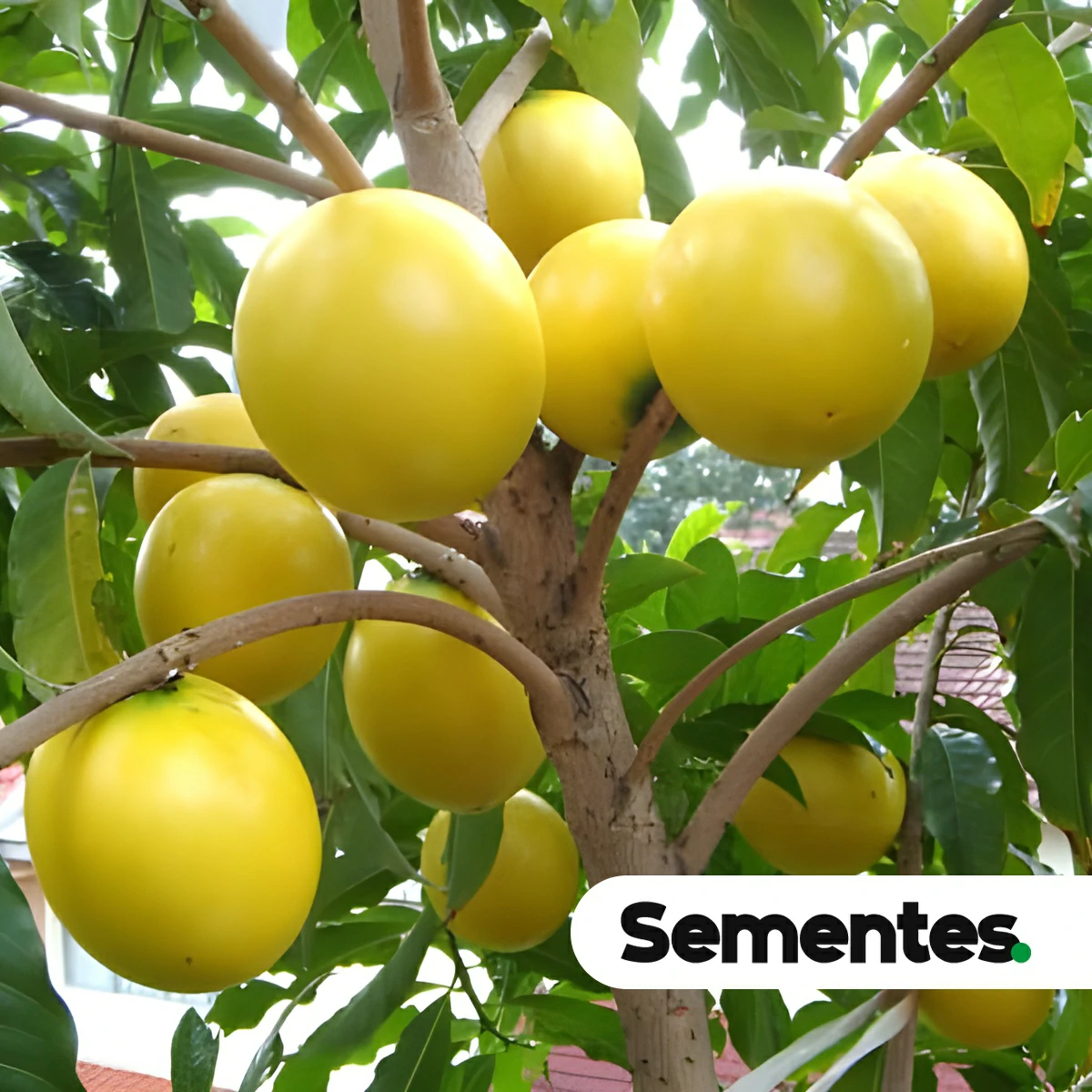Sementes de abio