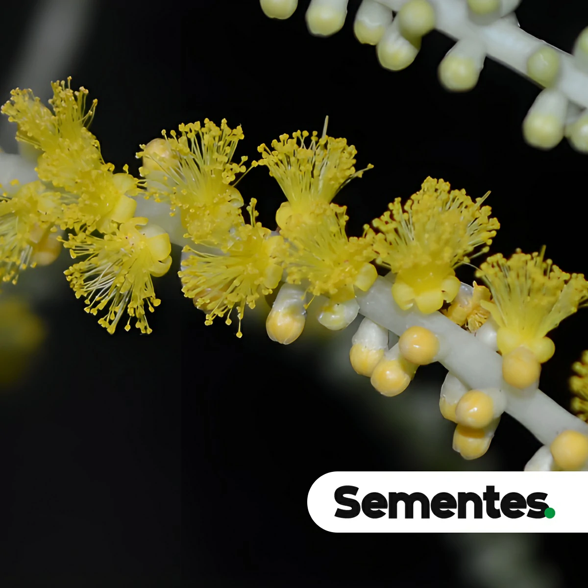 Acacia mangium Willd. 2