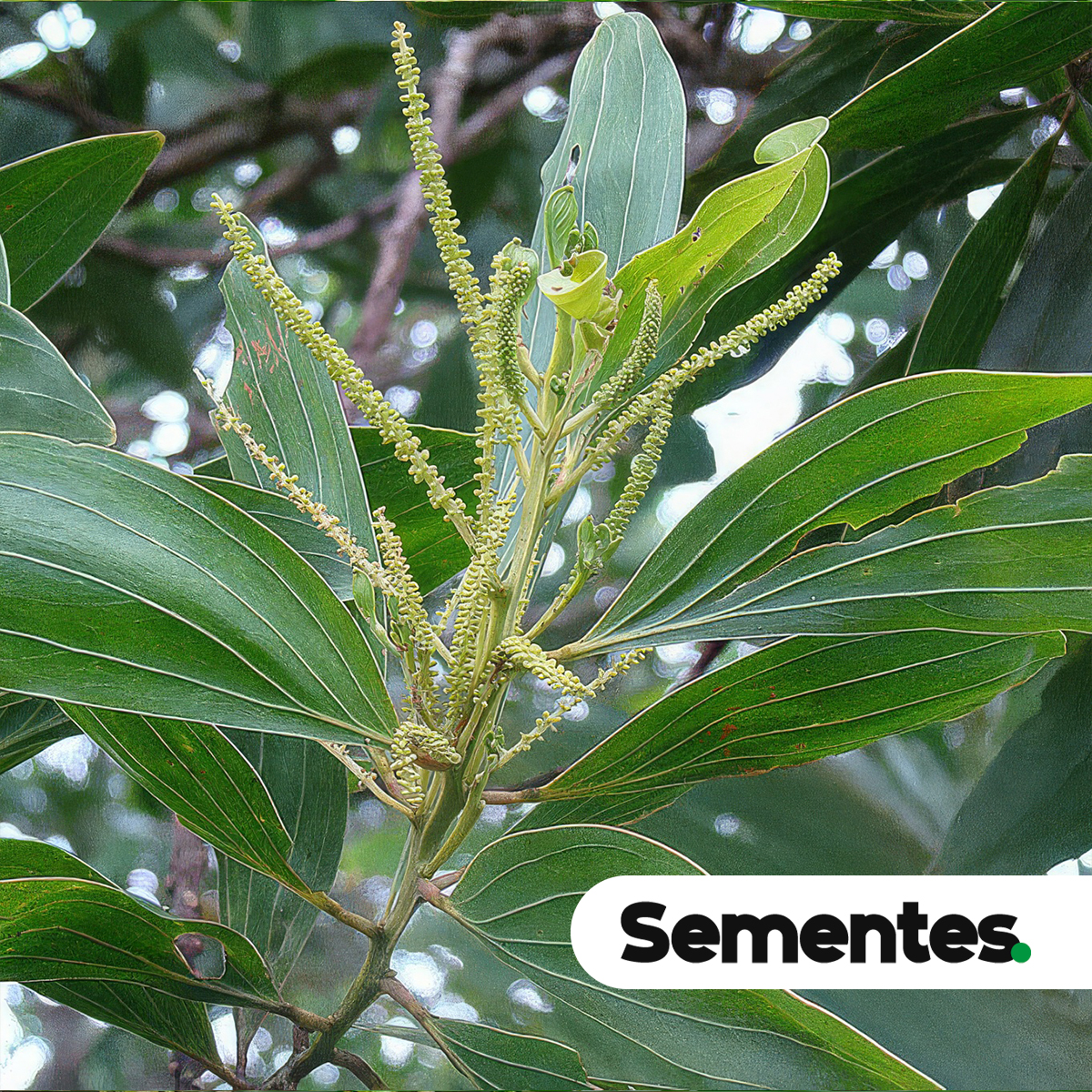 Acacia mangium Willd. 3