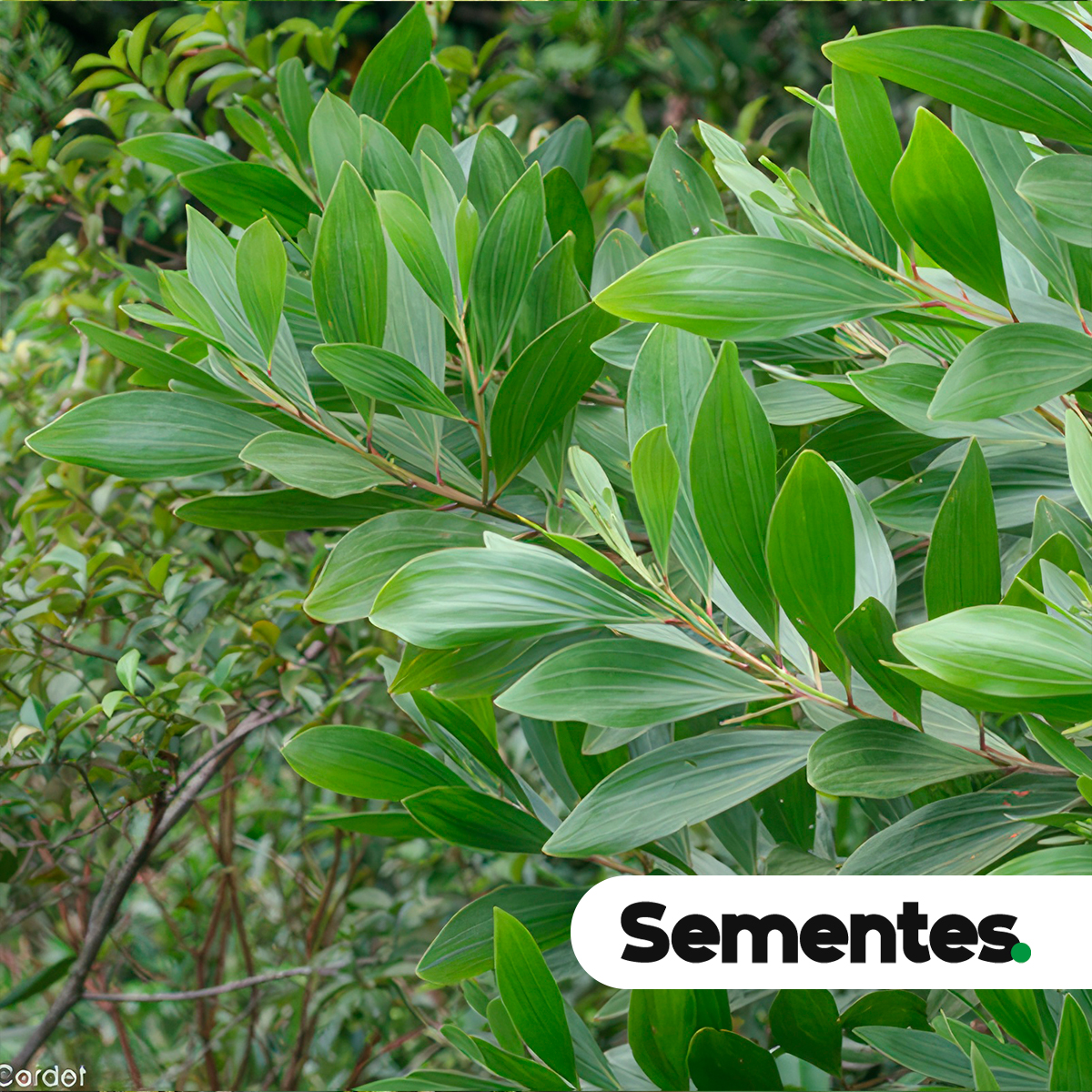 Acacia mangium Willd. 4