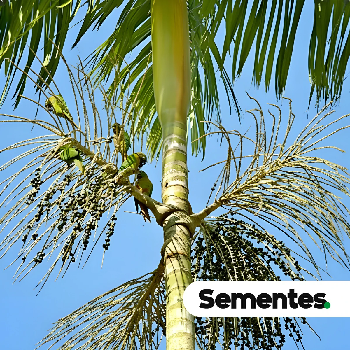 Sementes de palmito-juçara