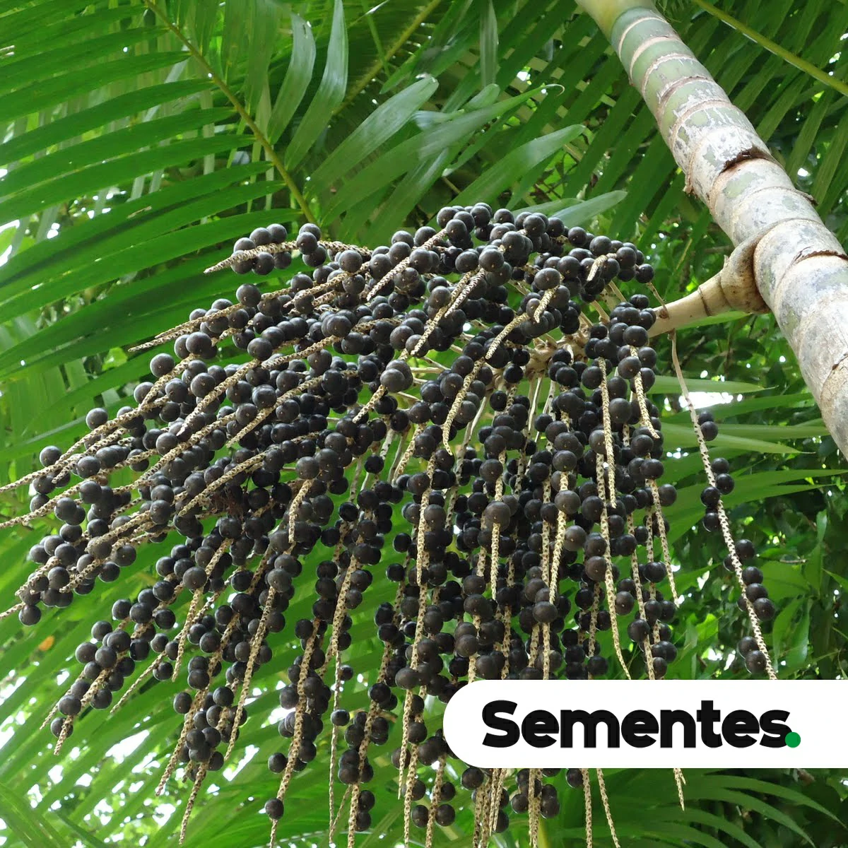 Sementes de açaí