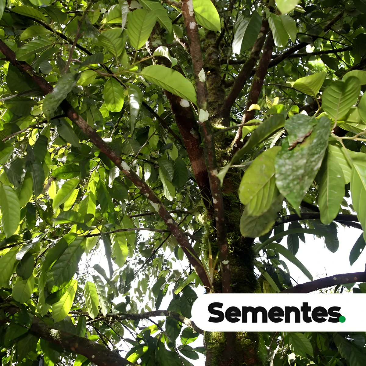 Sementes de acariquara