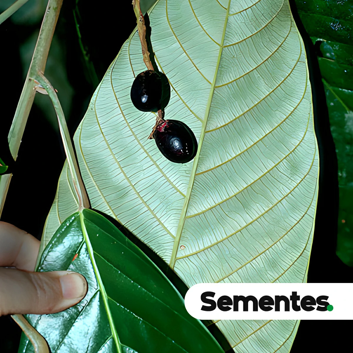Minquartia guianensis Aubl. 2