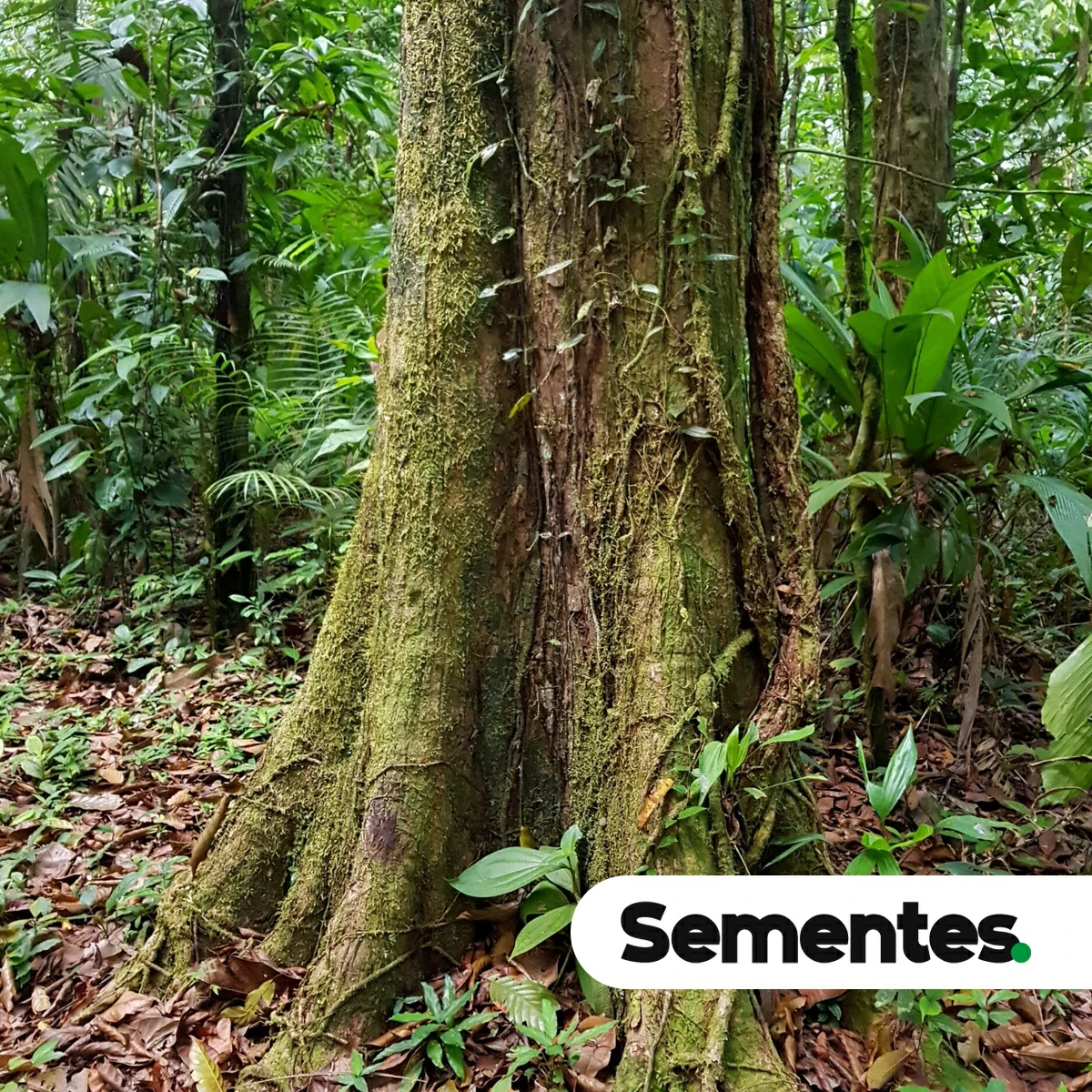 Minquartia guianensis Aubl. 3