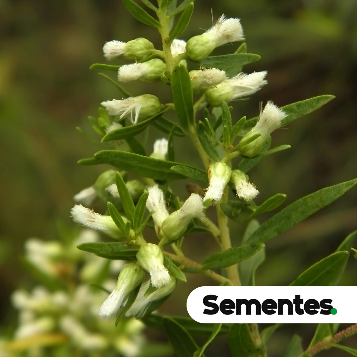 Sementes de alecrim-do-campo