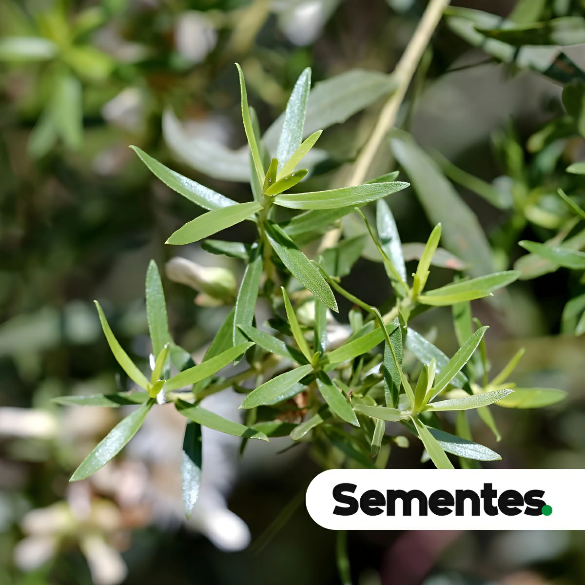 Baccharis dracunculifolia DC. 2