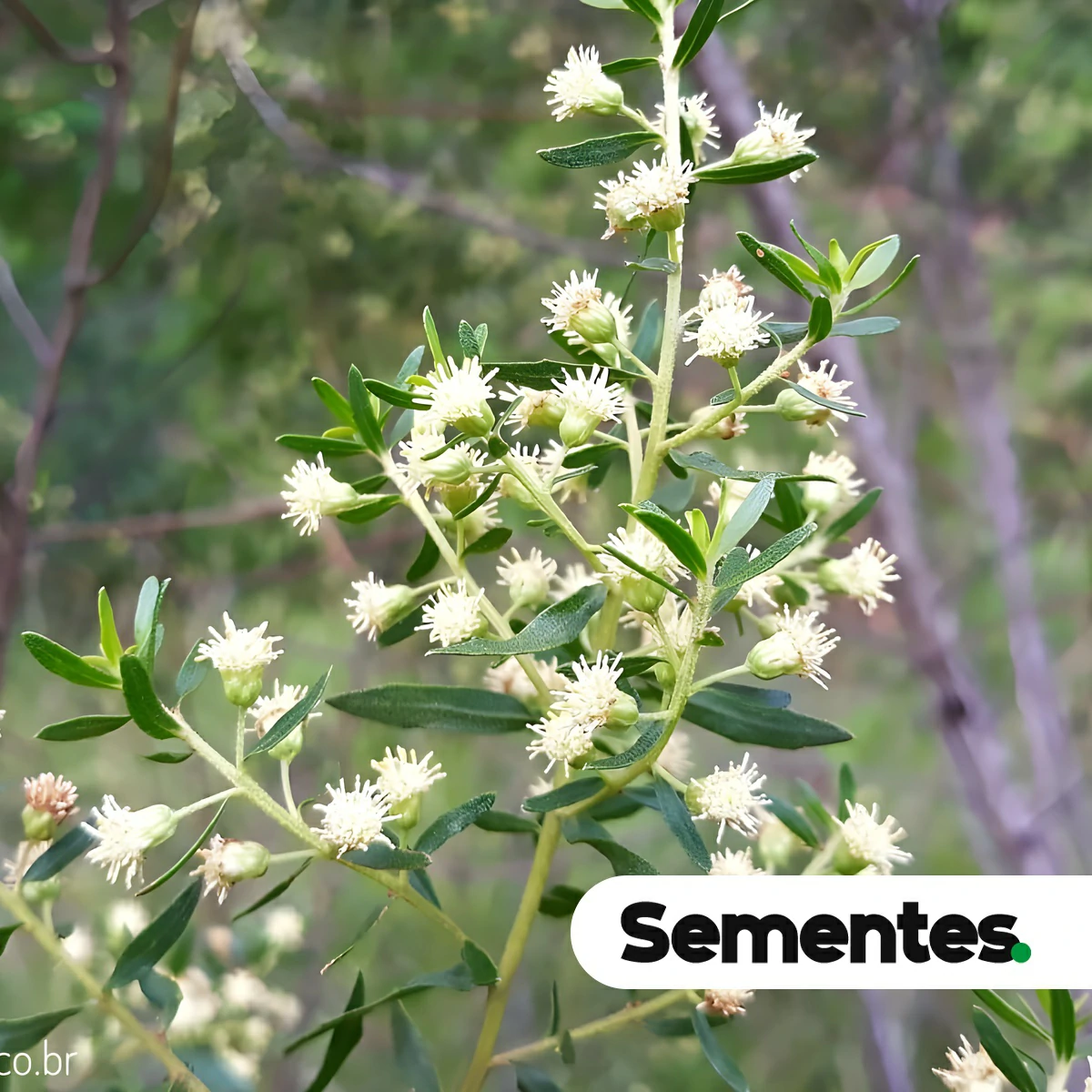 Baccharis dracunculifolia DC. 3