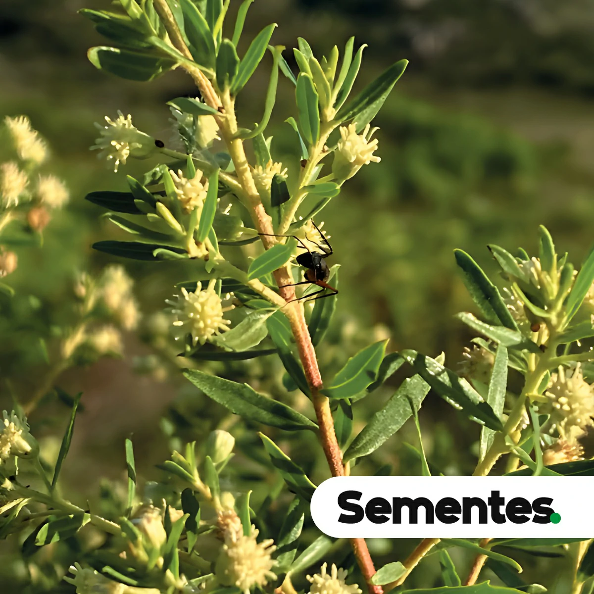 Baccharis dracunculifolia DC. 4