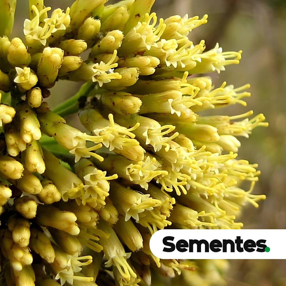 Especie Pseudobrickellia brasiliensis (Pseudobrickellia brasiliensis) para restauracao ecologica
