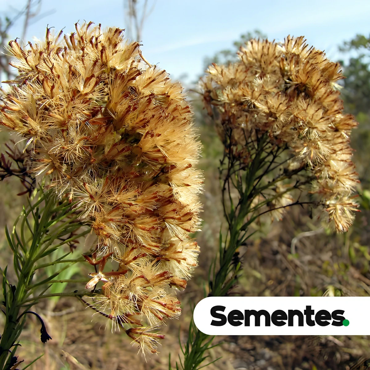 Pseudobrickellia brasiliensis (Spreng.) R.M.King & H.Rob. 2