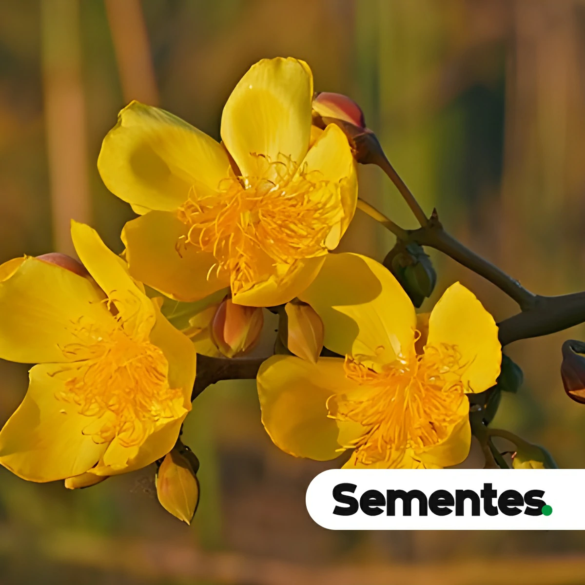 Especie algodão-do-campo (Cochlospermum regium) para restauracao ecologica
