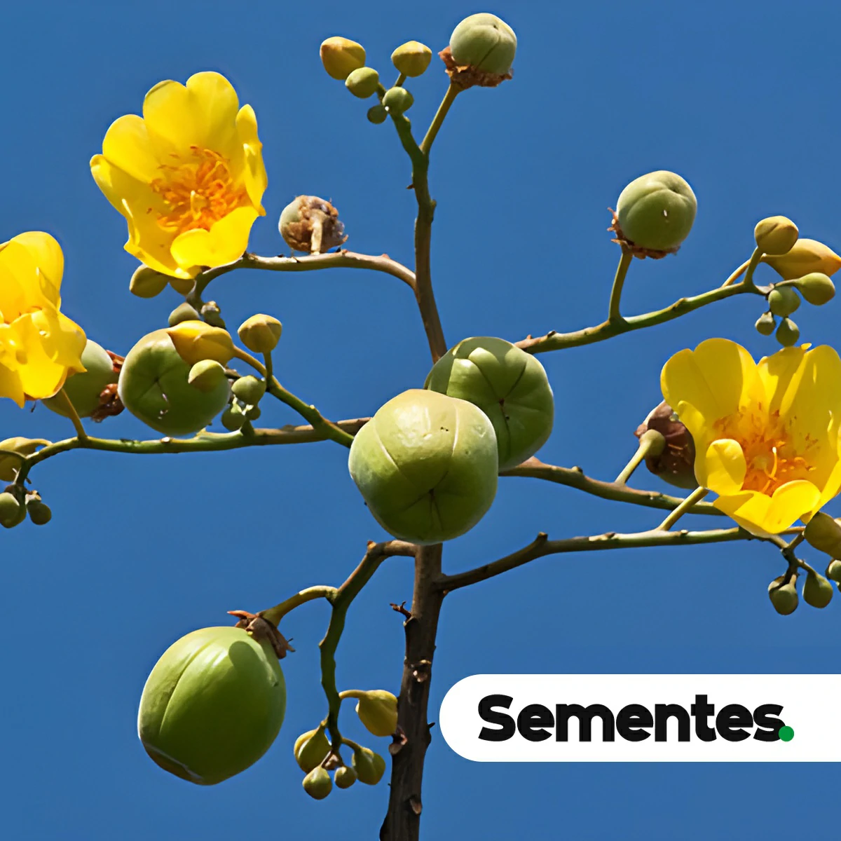 Especie Cochlospermum vitifolium (Cochlospermum vitifolium) para restauracao ecologica