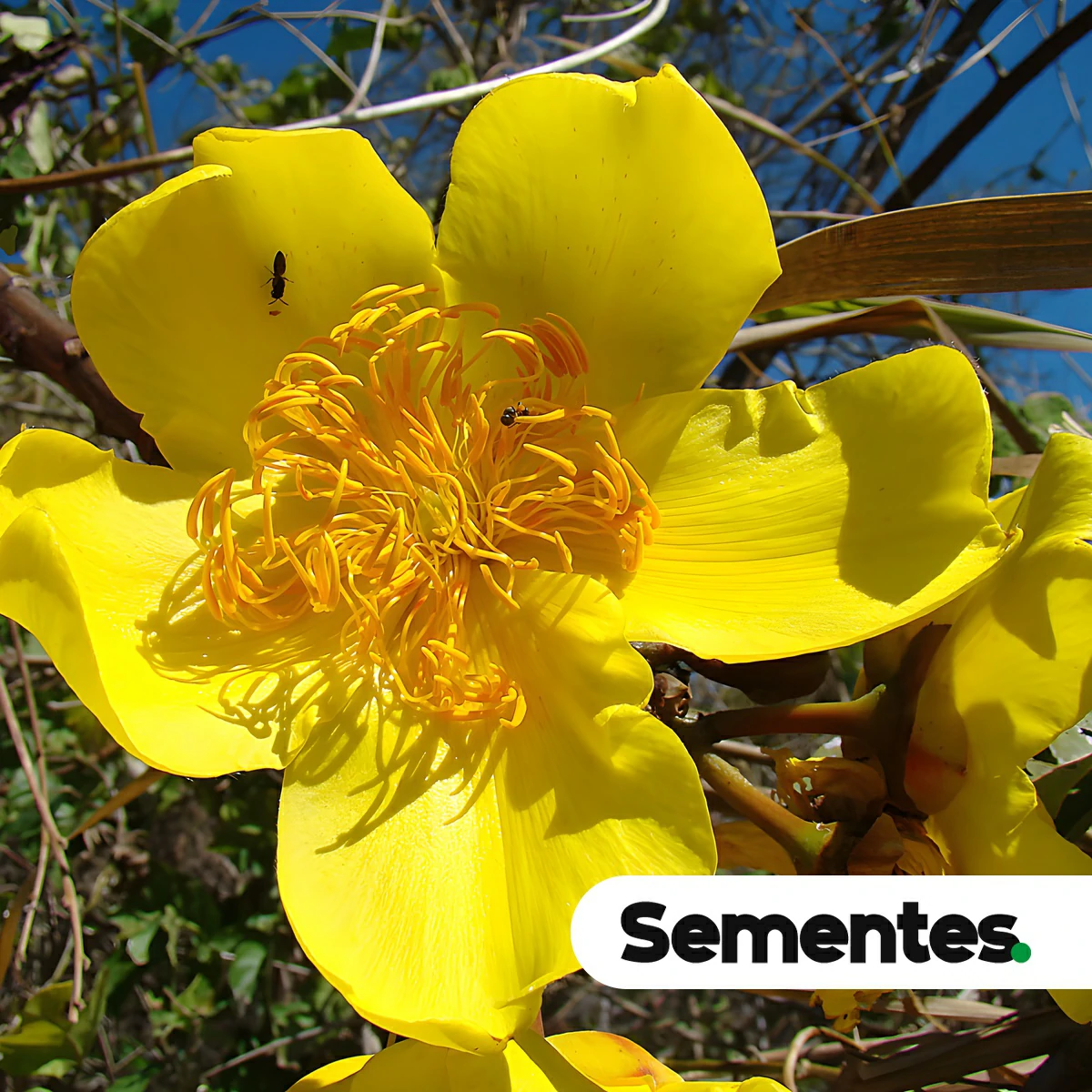 Cochlospermum vitifolium (Willd.) Spreng. 2