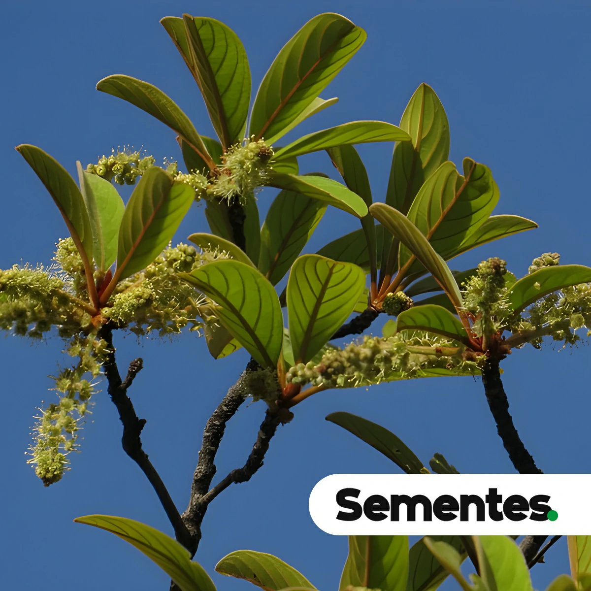 Terminalia glabrescens Mart.