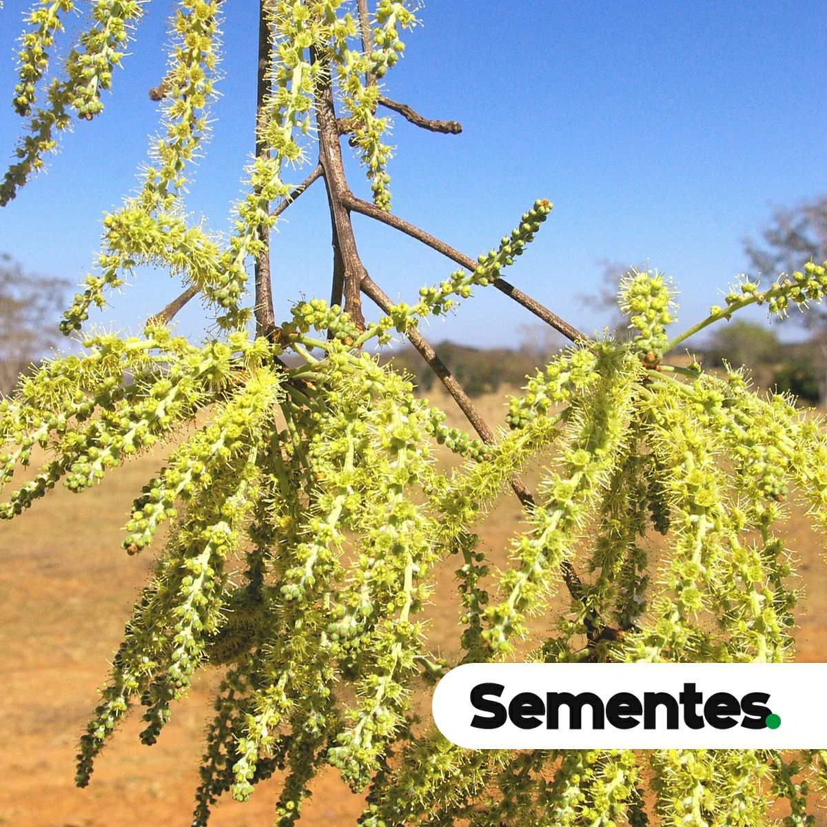 Terminalia glabrescens Mart. 2