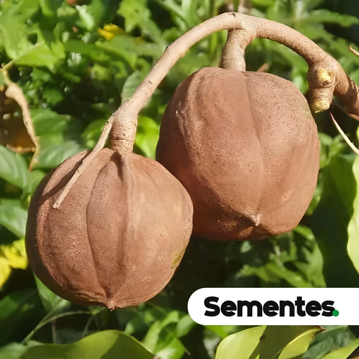 Sementes de andiroba