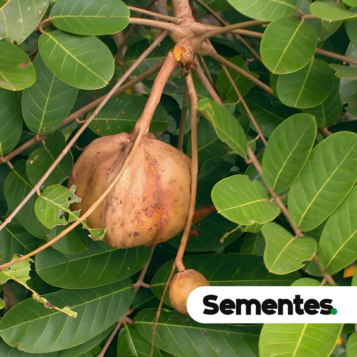 Carapa guianensis Aubl. 2