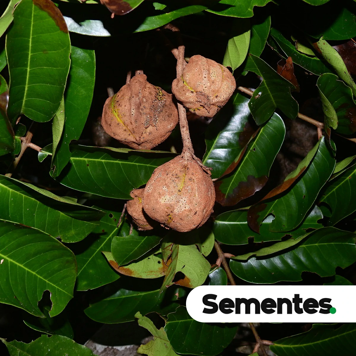 Carapa guianensis Aubl. 3