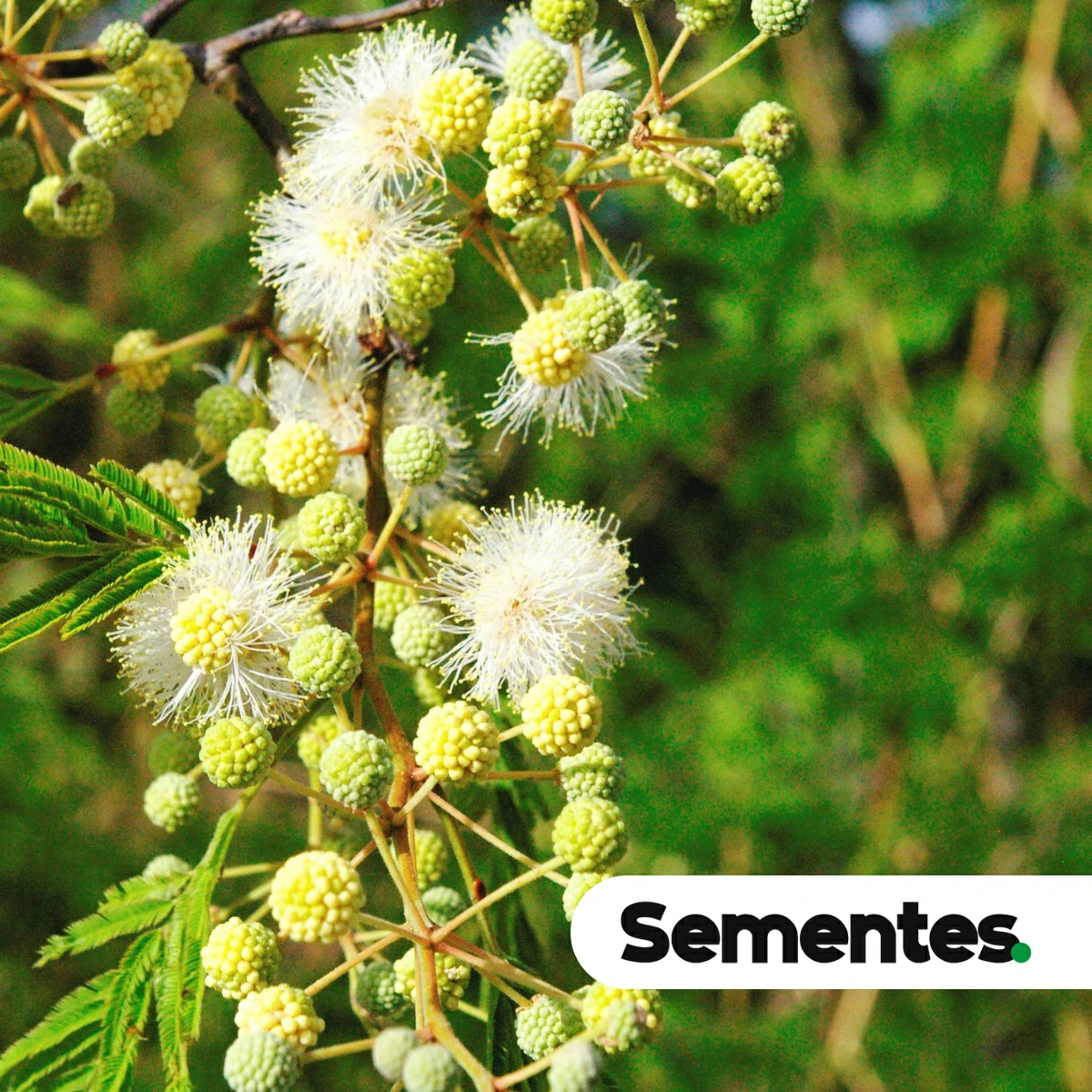 Sementes de Anadenanthera peregrina var falcata