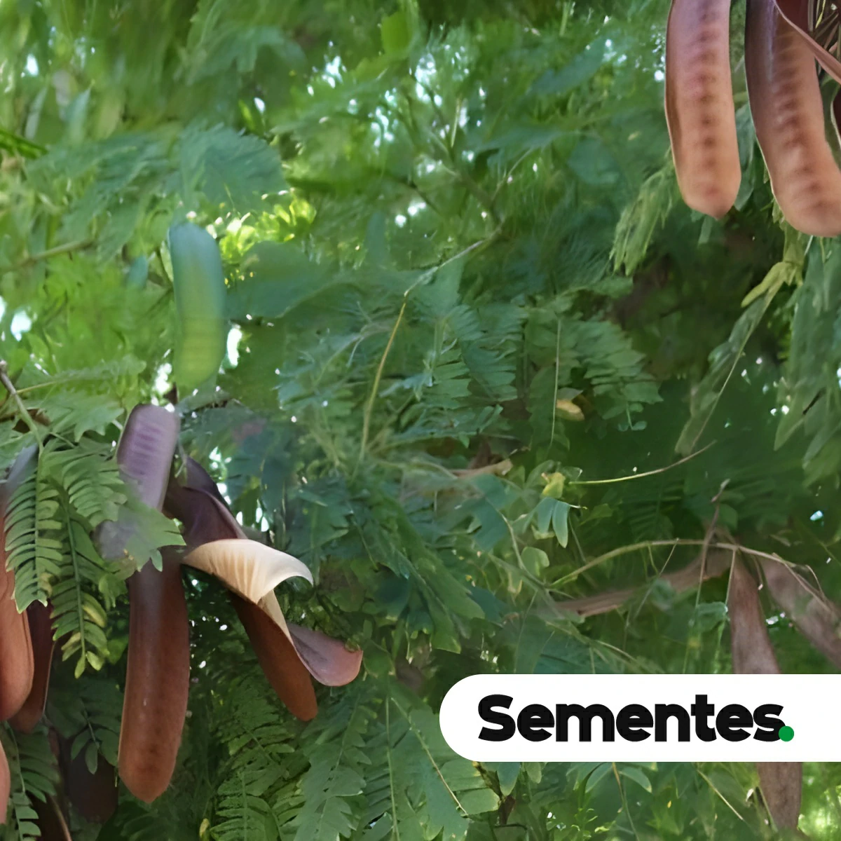 Anadenanthera peregrina var. falcata (Benth.) Altschul 4