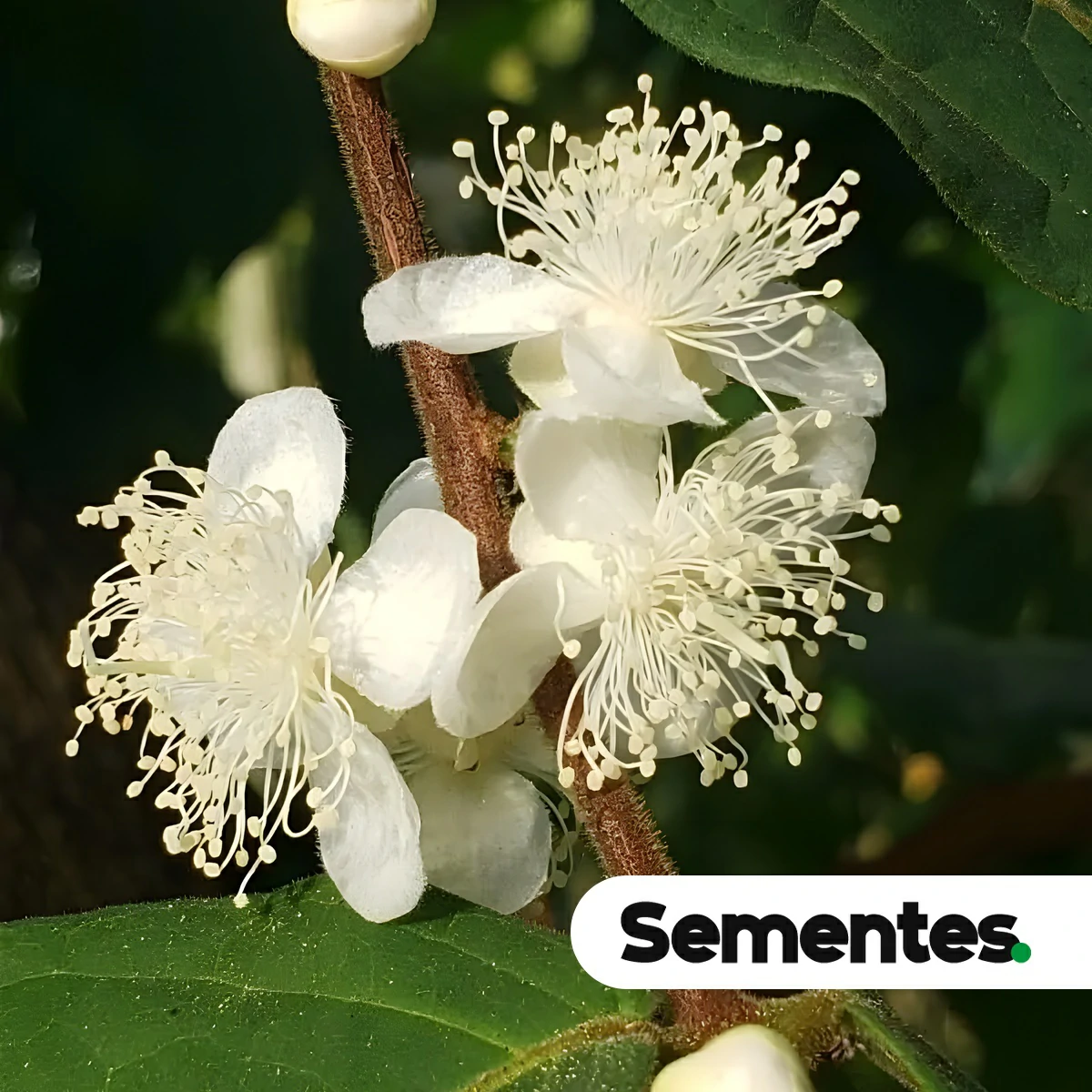 Sementes de Araçá-boi