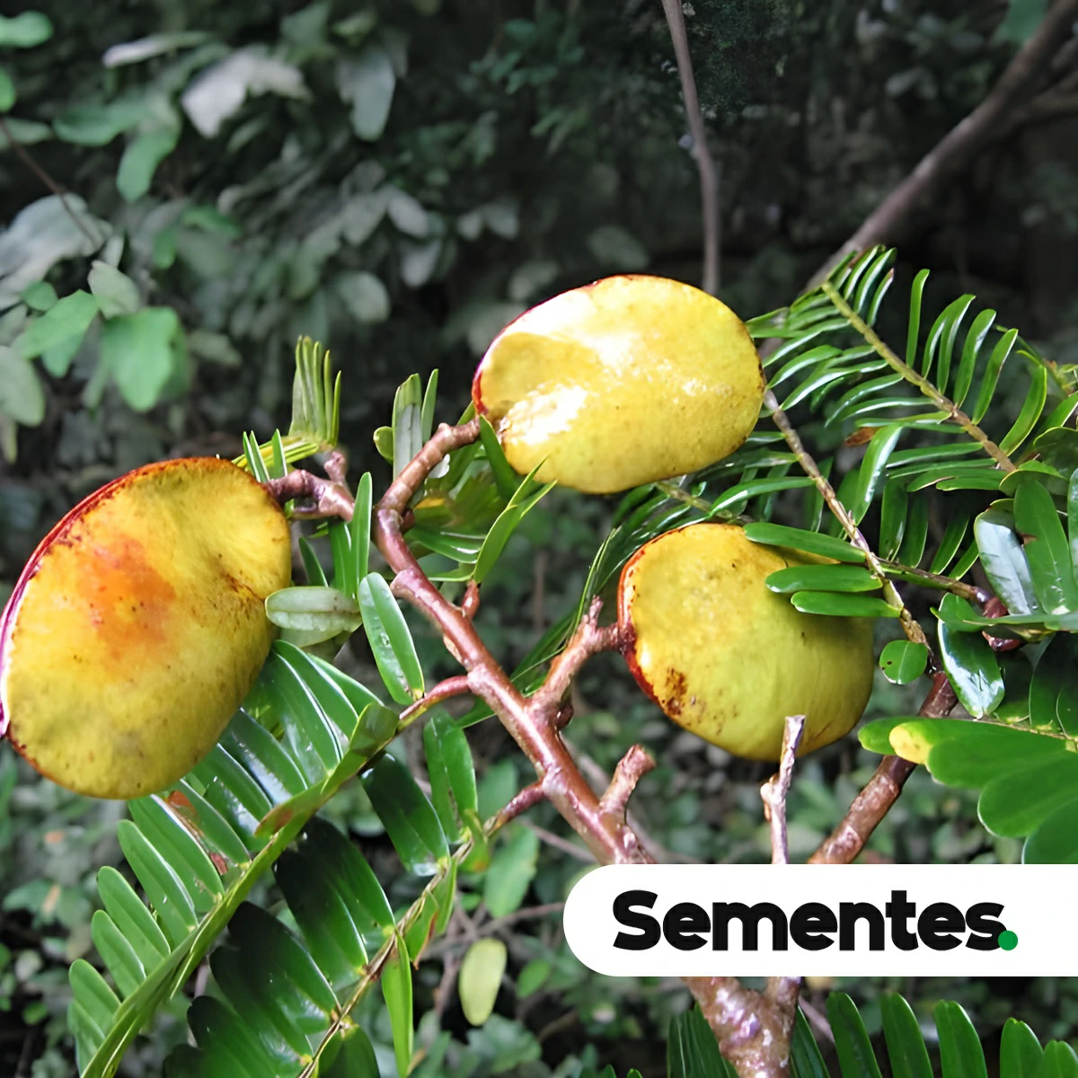 Sementes de Macrolobium acaciifolium
