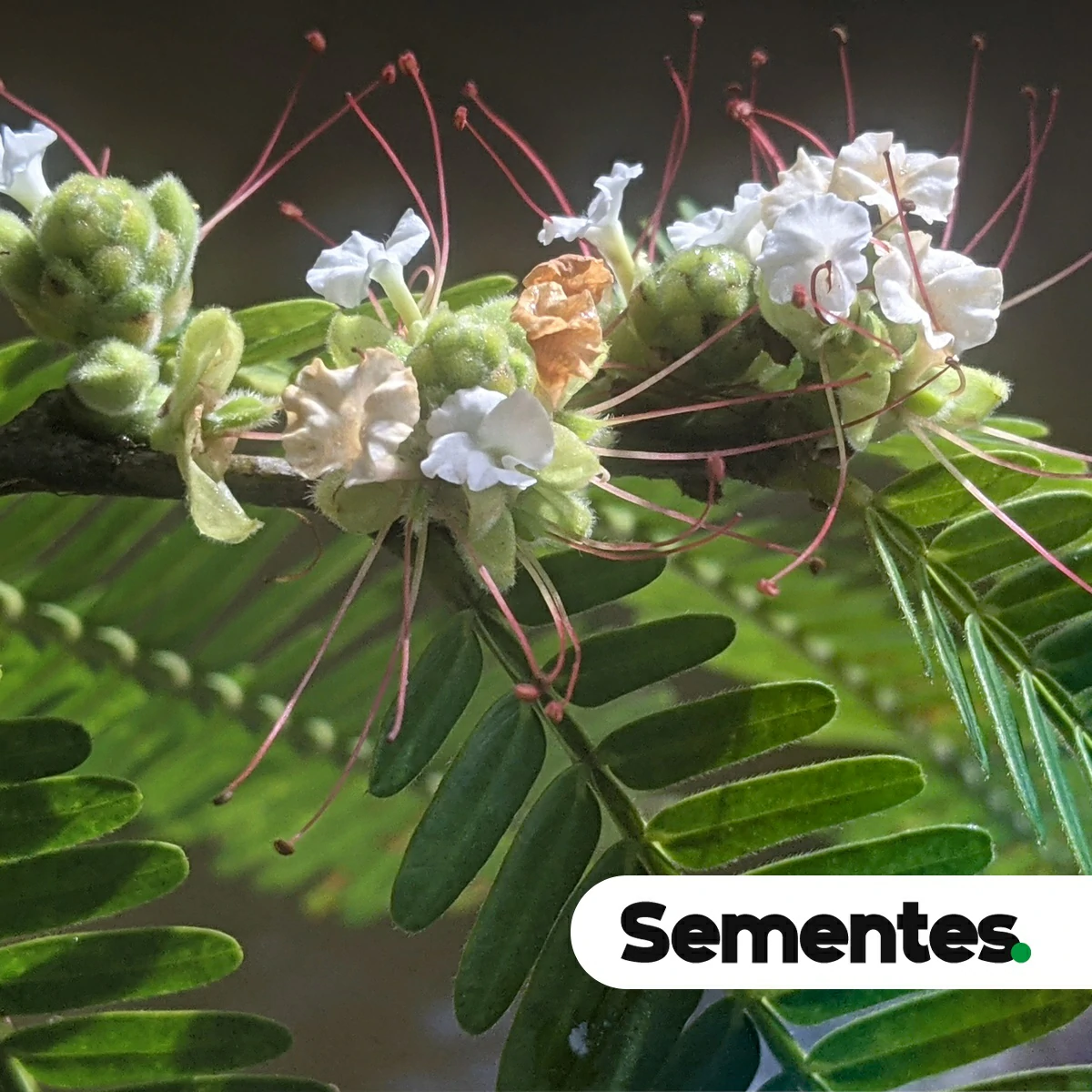 Macrolobium acaciifolium (Benth.) Benth. 2