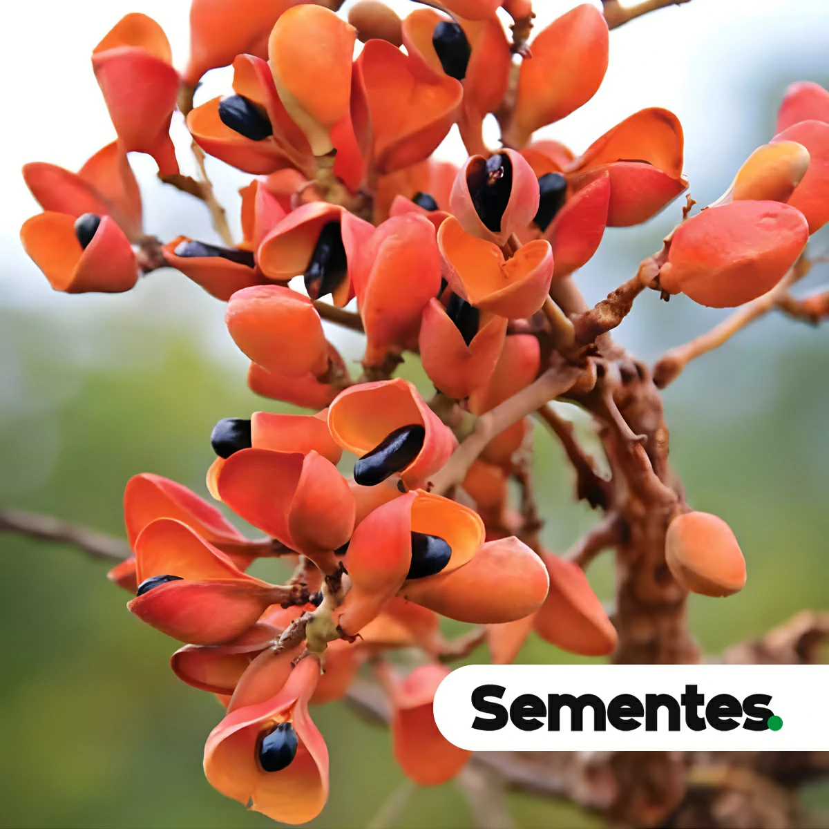 Sementes de Connarus suberosus