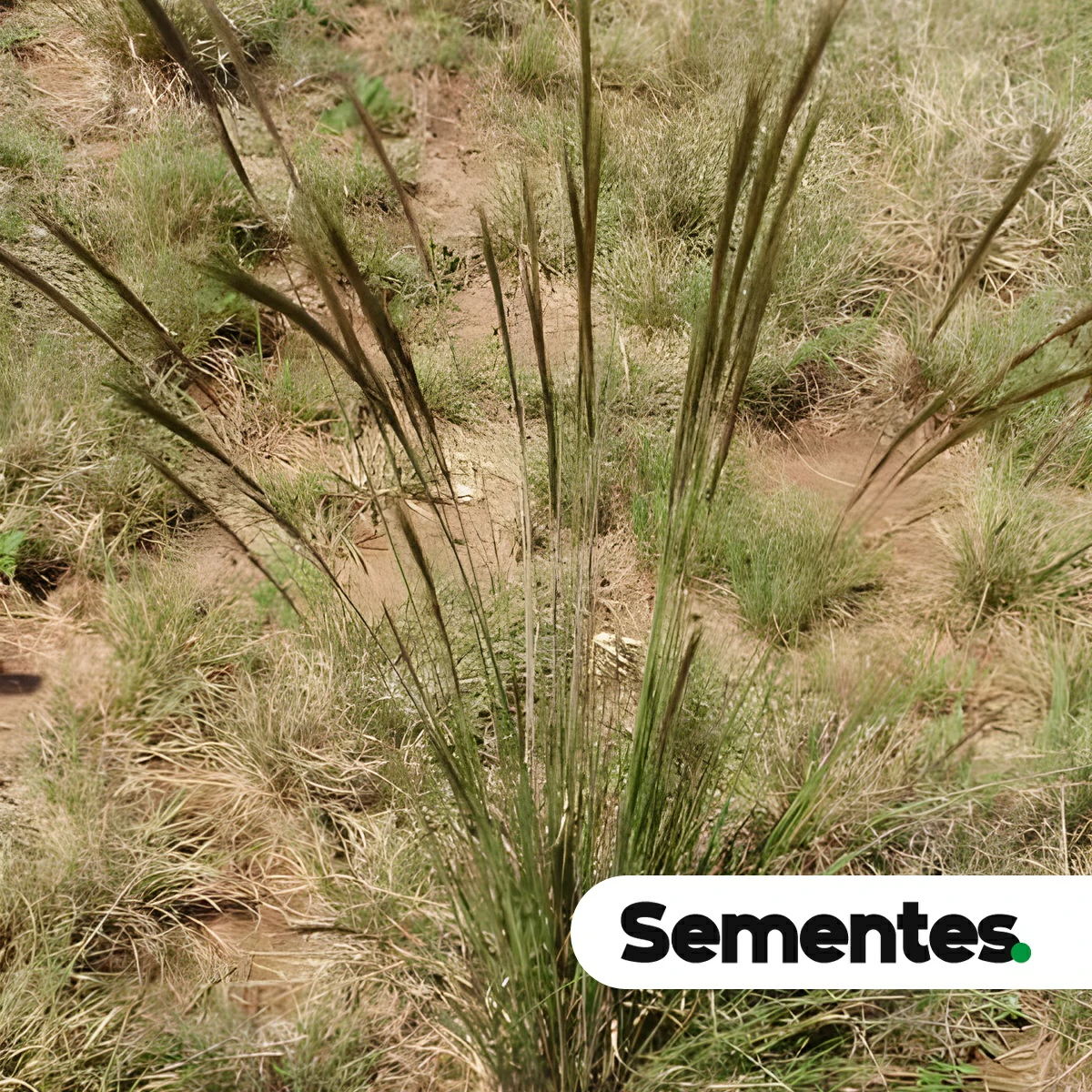 Sementes de Aristida recurvata