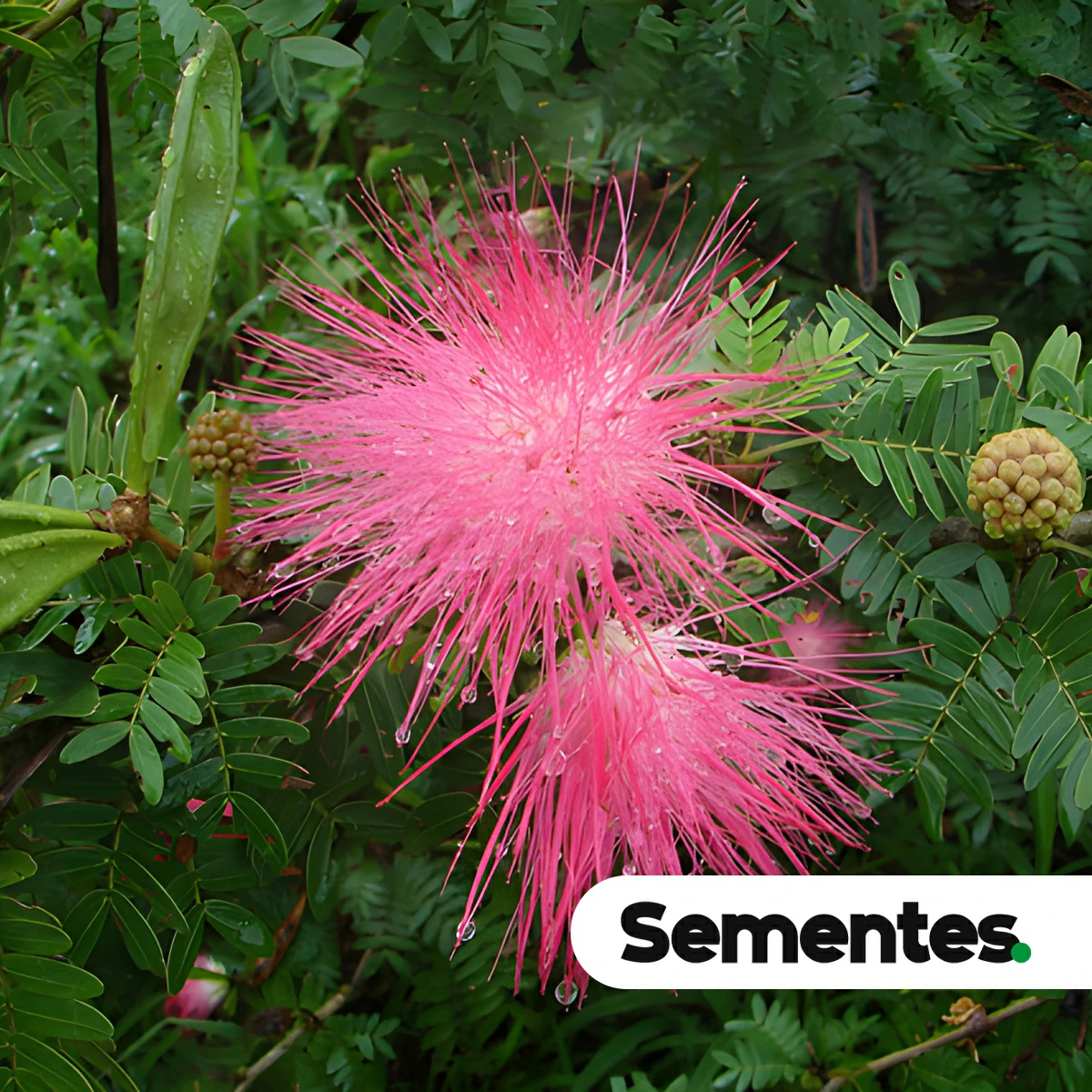 Sementes de burdão-de-velho