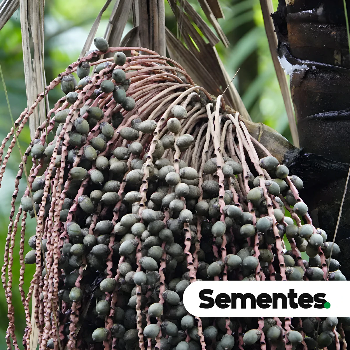 Sementes de bacaba-açu
