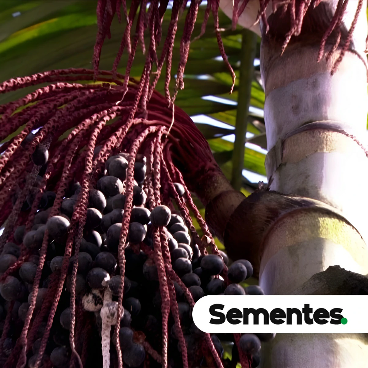 Oenocarpus bacaba Mart. 4
