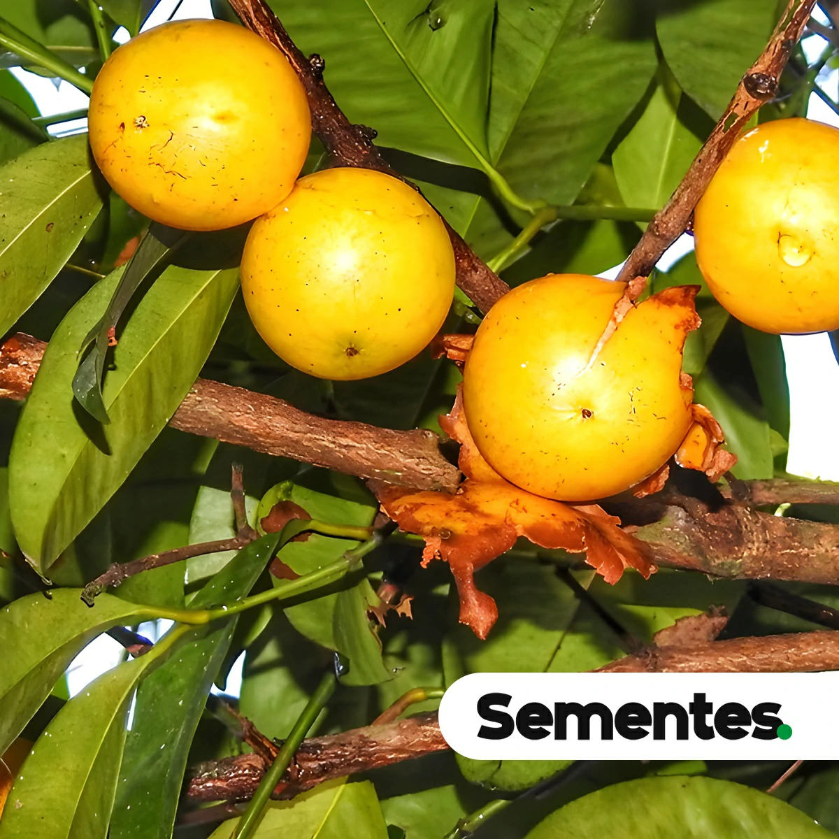 Sementes de bacuri-caraquento