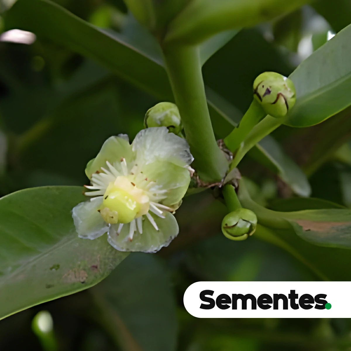 Garcinia macrophylla Mart. 2